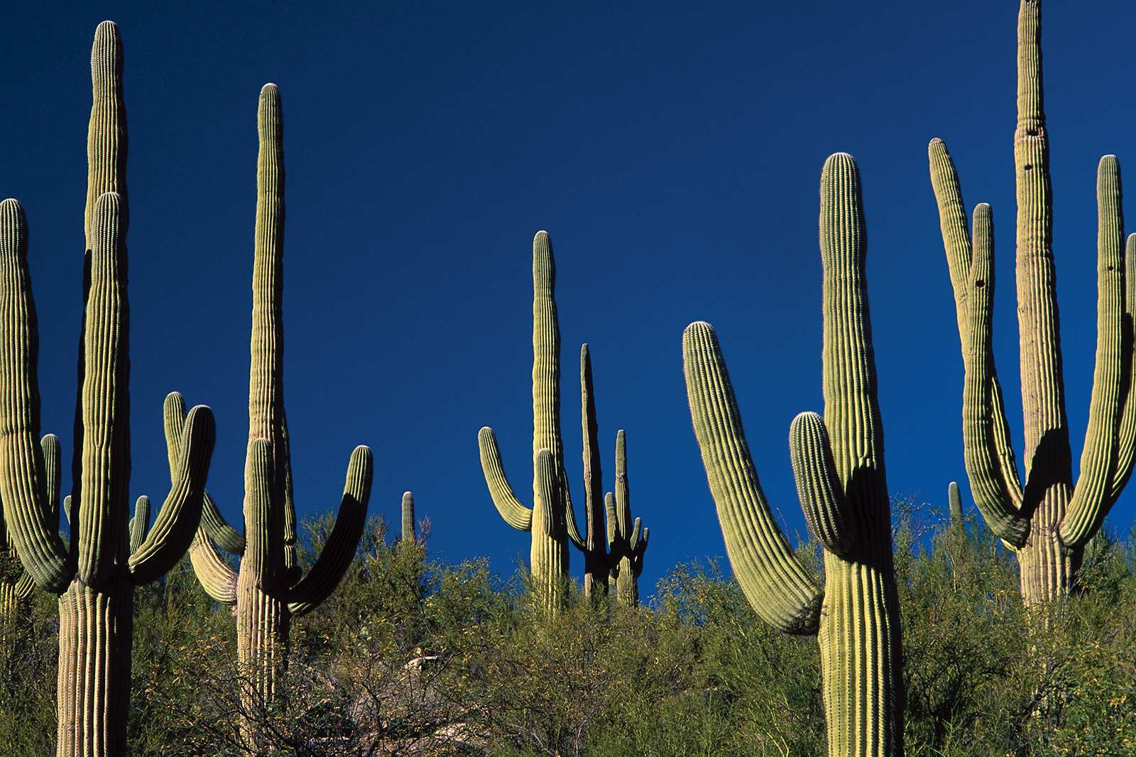 cacti